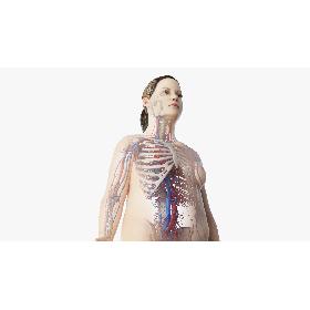 3D Obese Female Skin, Skeleton And Vascular System Rigged model
